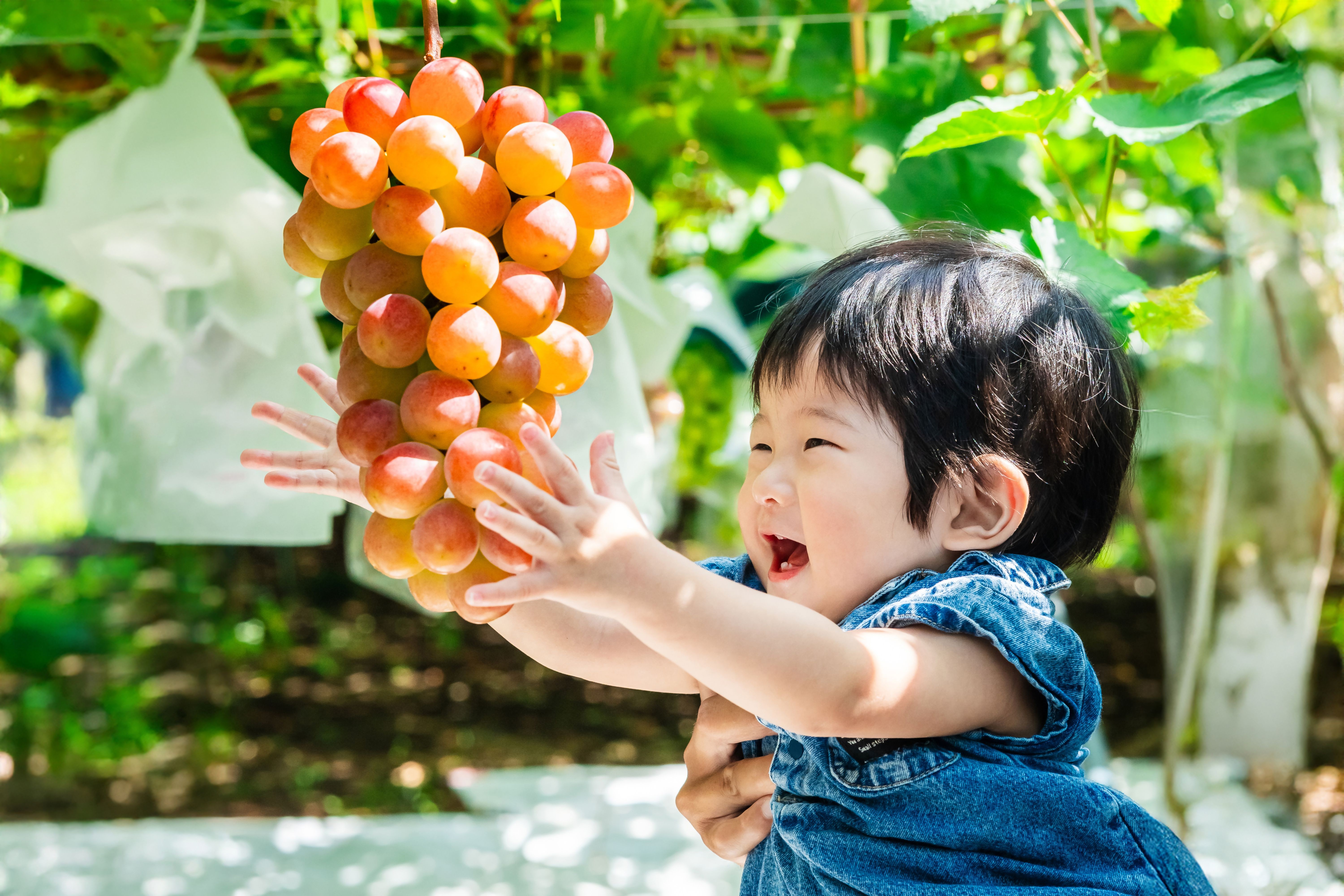 
                  クール配送 加温ハウス プレミアムサンシャインレッド 1房 合計800g以上【2026年発送】（MS) C1-120-1【サンシャインレッド ぶどう 葡萄 ブドウ 令和8年発送 期間限定 山梨県産 甲州市 フルーツ 果物 クール便】
                