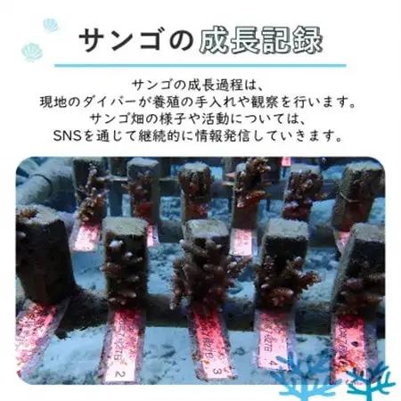 離れていても応援できる!国頭村の「サンゴ株主」プログラム1株【1579236】