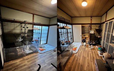 【お礼の品なし】保護猫活動支援〜野良猫から地域で見守るさくら猫に～ 寄付額50,000円 猫 保護 支援 保護猫 ねこ 猫 ネコ 里親 猫 こころ星 猫 保護活動支援 東松山 埼玉