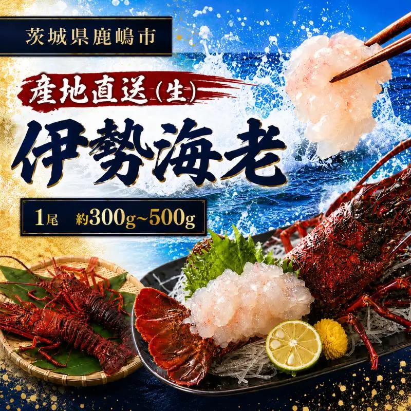 【 伊勢海老 】 300～500g 1尾 生 伊勢海老