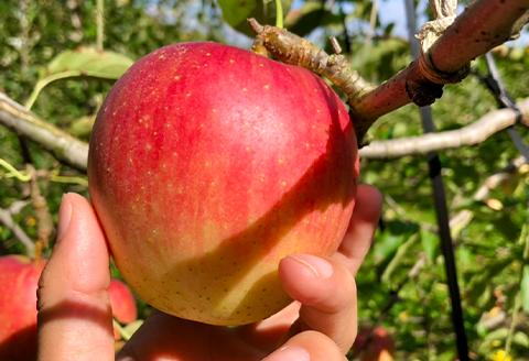 『予約受付』【令和6年8月中旬発送】厳選 九州旬のりんご 3キロ箱(8～12玉入) 九州 リンゴ 林檎 フルーツ 果物 つるが 秋映 紅将軍 シナノスイート シナノゴールド 3kg