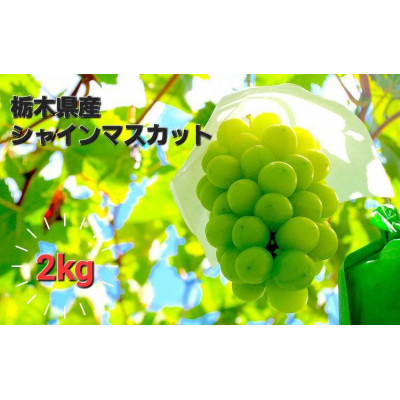 
            ＜2kg＞朝採れ新鮮!シャインマスカット【1487250】
          