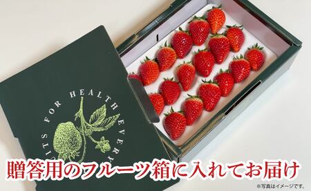 旬のいちご定期便 とちおとめ やよいひめ 4か月 毎月 約1000g 【先行予約】