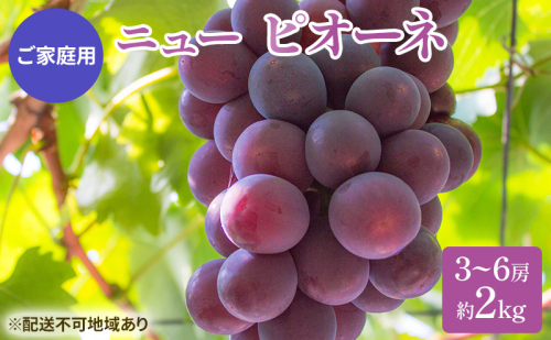 ぶどう 2024年 先行予約 ご家庭用 ニュー ピオーネ 3～6房 約2kg ブドウ 葡萄  岡山県産 国産 フルーツ 果物