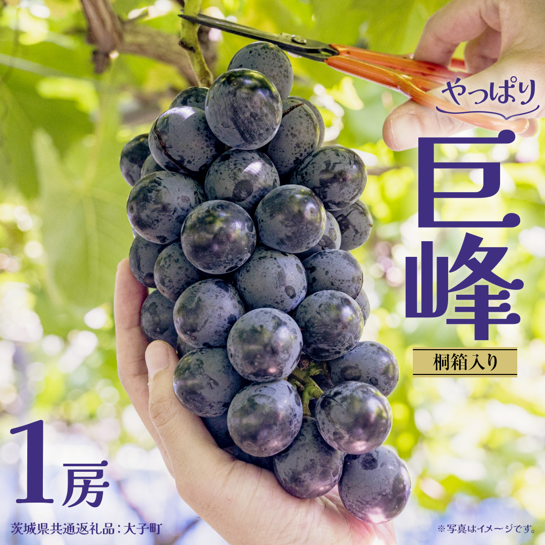 【桐箱入り】 巨峰 １房【2026年7月上旬発送開始】 (茨城県共通返礼品：大子町) ぶどう 葡萄 ブドウ フルーツ 果物 スイーツ ギフト 贈答用 贈り物 プレゼント