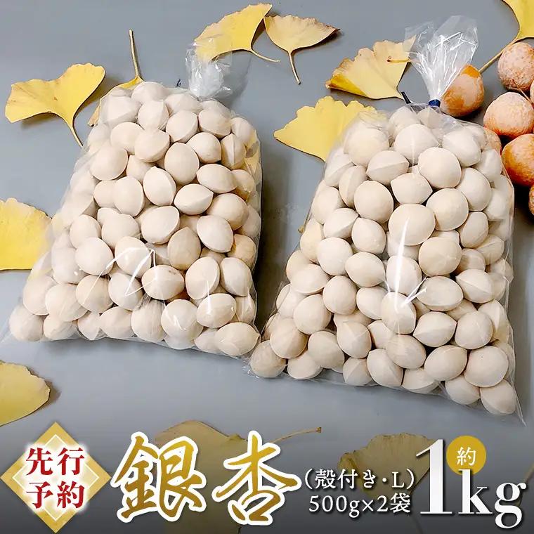 【 先行予約 】10月上旬以降発送 銀杏 ぎんなん 約1kg 殻付き Lサイズ 小分け