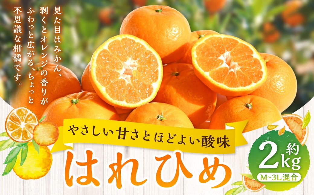 
                  【 やさしい甘さとほどよい酸味 】 はれひめ 約2kg みかん ミカン オレンジ 柑橘 柑橘類 柑橘系 くだもの 果物 フルーツ 果実 果汁 果肉 国産 愛媛県産 【 2027年1月上旬～2月上旬発送予定 】 ( 1058 )
                