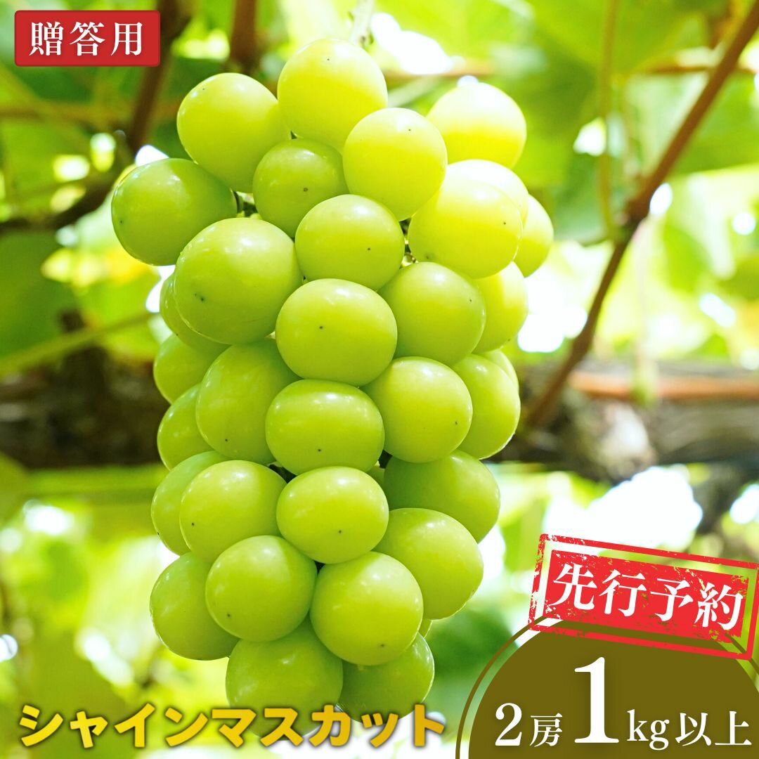 【ふるさと納税】先行予約 シャインマスカット 1kg以上 (2房) 令和8年度 新潟県 三条市産 ぶどう [小林農園]【013S129】