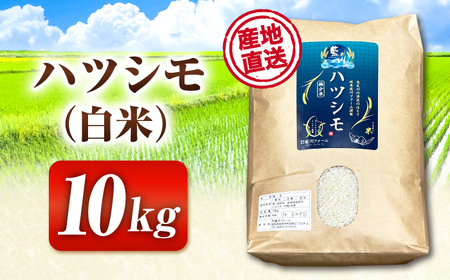 【令和7年度産】岐阜県産 米 ハツシモ 10kg 白米 [ANHI002]