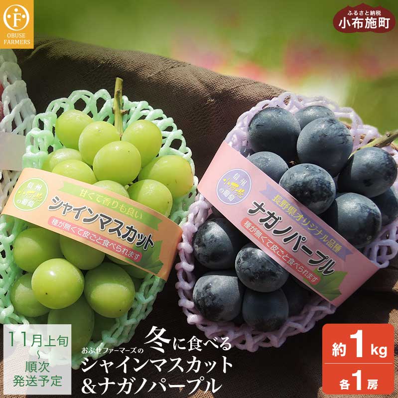 【ふるさと納税】冬に食べるシャインマスカット＆ナガノパープル1房ずつ 約1kg［おぶせファーマーズ］ぶどう 果物 フルーツ 詰め合わせ 詰合せ 食べ比べ 先行予約 長野県産 令和7年産 【2025年11月上旬～順次出荷】