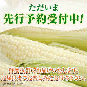 【A7099】＜期間限定＞天塩川源流スイートコーン ホワイトショコラ (8本)【2025年8月下旬より順次発送】北海道産 北海道 士別市 とうもろこし トウモロコシ とうきび コーン 野菜 産地直送 
