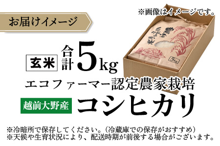 【令和5年産】越前大野産 エコファーマー認定農家栽培 こしひかり5kg（玄米） [A-001036]