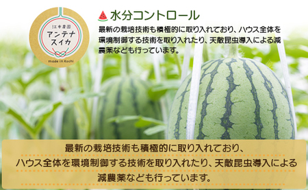 【7月発送】スイカ 小玉 約4kg 糖度13～14前後 2玉【スイカ スイカ スイカ スイカ スイカ スイカ】 em-0032