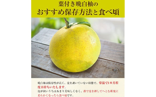 葉付き晩白柚2L×1玉 《12月中旬-12月末頃出荷》 熊本県氷川町産 道の駅竜北 柑橘 ざぼん---sh_michihatuki_j12_20_12000_2l---