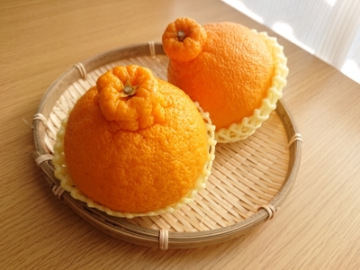 【先行予約】【訳あり】不知火 約10kg | 柑橘 みかん 果物 フルーツ 愛媛県産 農家直送　※離島への配送不可　※2026年2月下旬より順次発送予定  IKTAU009