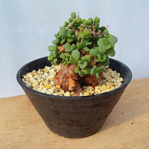 ケラリア・ピグマエア (発根管理済) A014｜観葉植物 コーデックス 盆栽 鉢植え インテリア ハコネコ [0667]