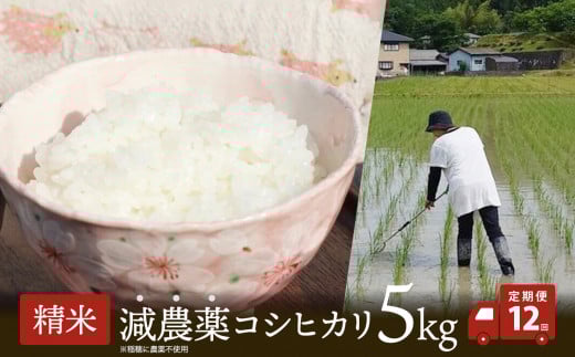 【定期便12回】 令和7年産 減農薬栽培米 コシヒカリ5kg 精米 【 こしひかり 白米 玄米 お米 米 こめ 農家直送 国産 ごはん ご飯 白飯 ゴハン ふるさと おすすめ 定期便 5キロ 選べる 京都 綾部 】