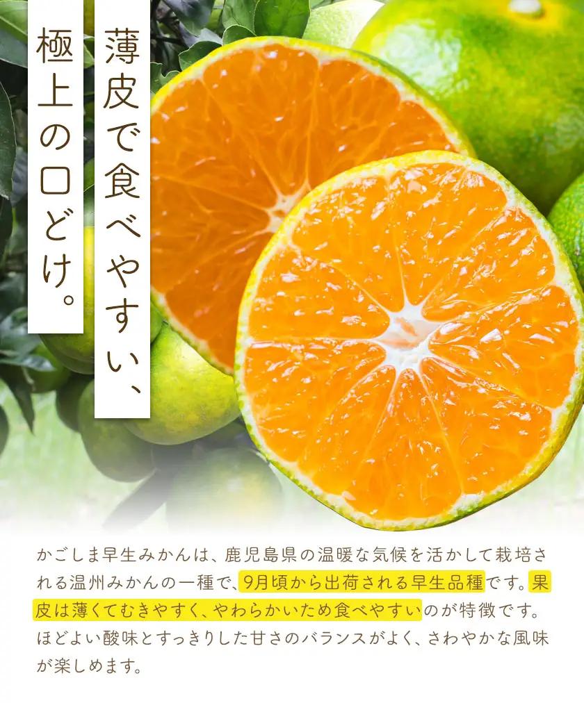 かごしま早生みかん M 5kg 田野農園《10月中旬-1月中旬頃出荷》鹿児島県 さつま町