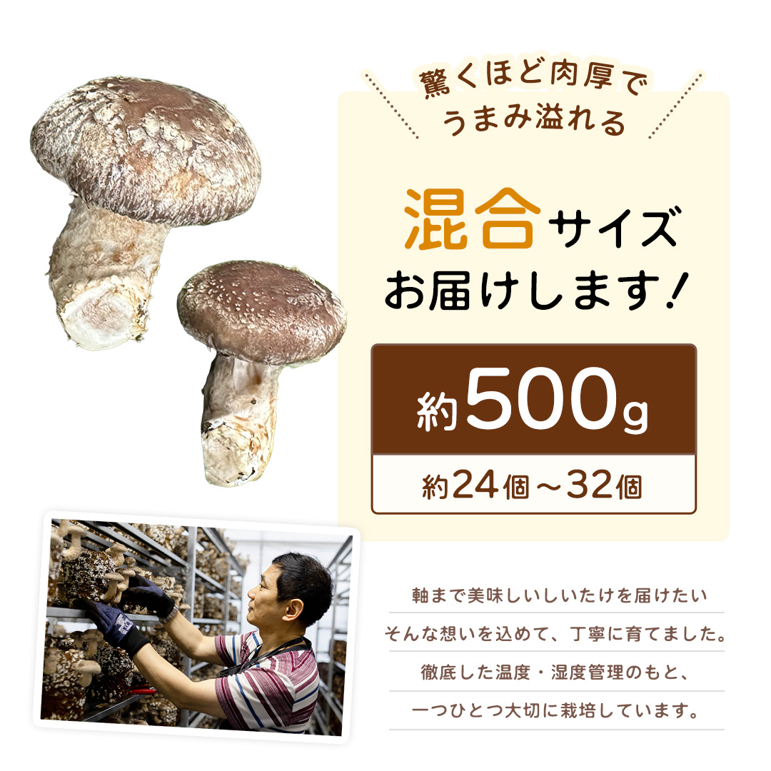 産地直送！軸まで美味しい『軸王しいたけ』サイズ混合 約5