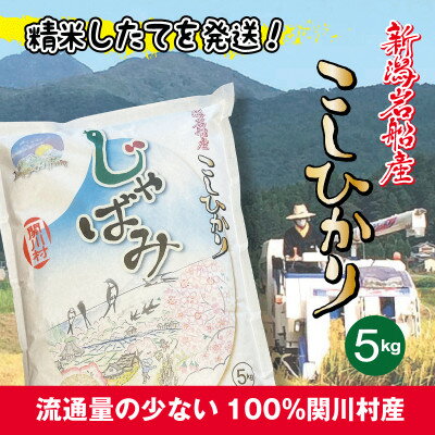 【ふるさと納税】【先行予約】R8年産 関川村産コシヒカリ精米5kg(5kg×1)丁寧に育てた贅沢米 [山口ファーム]【1753533】