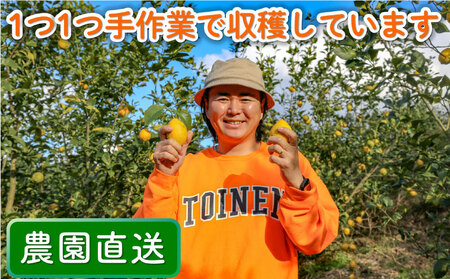 瀬戸内レモン 1.2kg レモン れもん 檸檬 レモン果汁 酸味 果物 ビタミン 健康 フルーツ 柑橘 農家直送 産地直送 数量限定 国産 愛媛 松山 レモン レモンサワー ジュース チューハイ 果物