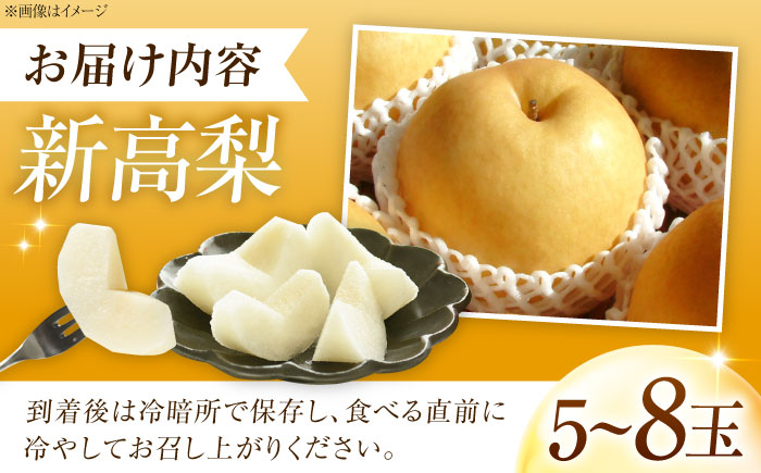 稲田ペアファームの新高梨（にいたかなし） 5～8玉入り 〈2026年9月～発送〉 ／ フルーツ 果物 くだもの 食品 人気 おすすめ 梨 なし 新高梨 にいたかなし 和梨 甘い 高糖度 【株式会社内子