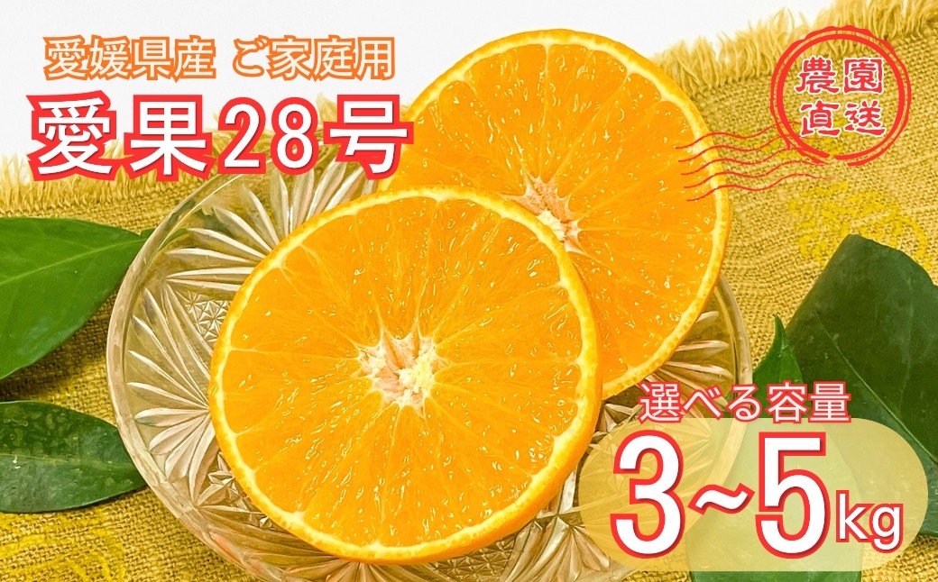
                  【2026年先行予約】愛果28号 バラ詰め【選べる容量】3kg 5kg 紅まどんな同一品種  ご家庭用 サイズミックス 農園直送【2026年12月発送】 数量限定 愛媛県産 人気 柑橘 伊予市 愛媛
                