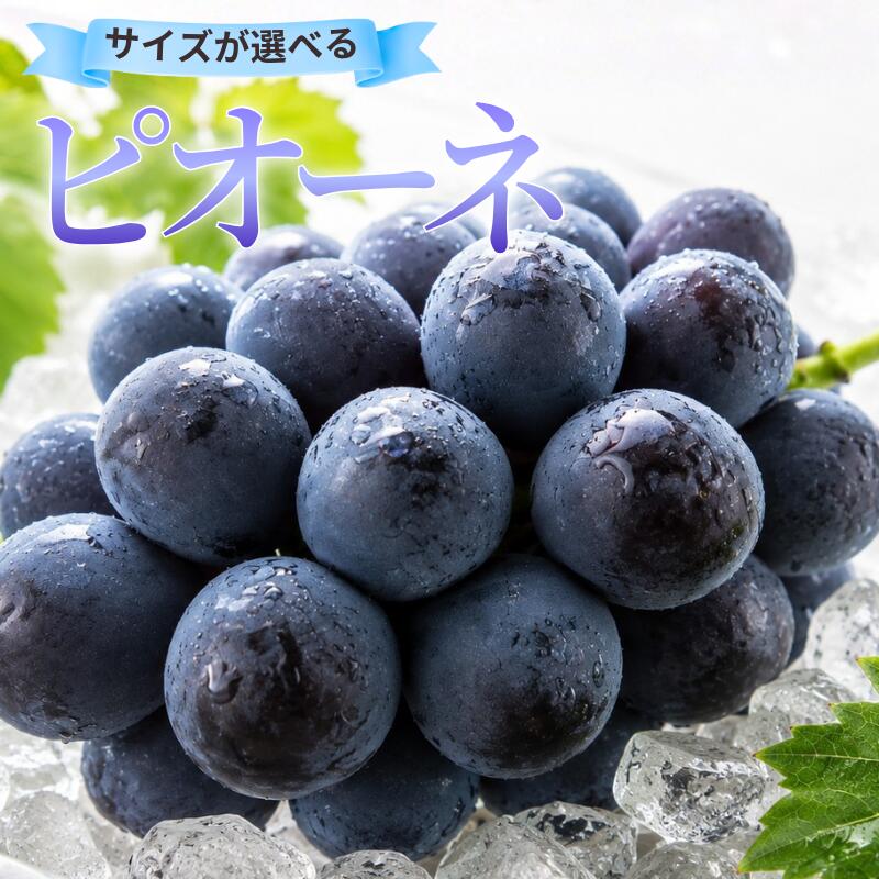 【ふるさと納税】容量選べる！ ピオーネ 岡山県新見市 【 先行予約 2026年9月中旬～10月上旬発送】