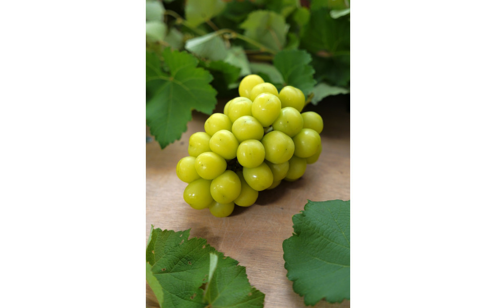 【2024年8月以降順次発送】福岡市産シャインマスカット【北海道・沖縄・離島配送不可】