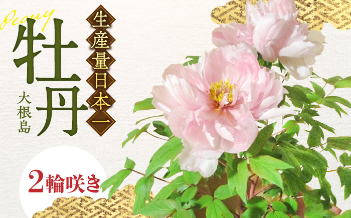 
                  【先行予約】【2026年12月上旬以降順次発送】牡丹 松江大根島牡丹(宝寿ぼたん) 2輪咲き 島根県松江市/島根県農業協同組合くにびき地区本部 [ALBC004]｜牡丹 ボタン ぼたん 花 鉢植え 植物 贈り物 庭 ガーデニング 観葉植物 苗 なえ 松江市 まつえ 人気 おすすめ 苗木 花苗 生花 園芸 フラワー ご当地 ギフト プレゼント 贈答 お祝い 送料無料 宝寿ぼたん 松江 大根島 
                