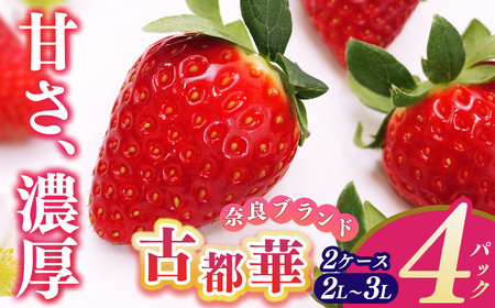 平群の古都華 2L～3Lサイズ （2パック 2ケース） 計4パック 辻本農園 | 果物 くだもの フルーツ 苺 イチゴ いちご ストロベリー 古都華 ことか 旬の品種 産地直送 奈良県 平群町