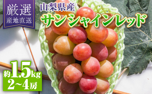 【2026年発送】サンシャインレッド約1.5kg(2～4房)【配送不可地域：離島】
