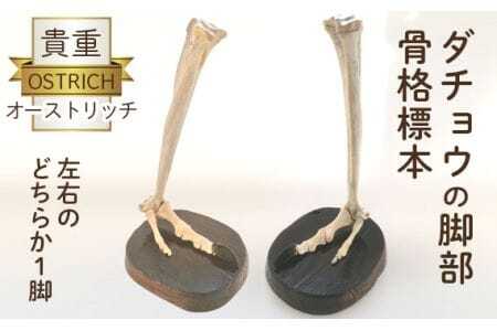 オーストリッチ脚部骨格標本  [No.128]
