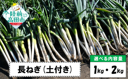 【先行予約】 長ねぎ(土付き)  約2kg 【 ねぎ 長ネギ 白ねぎ 根深ねぎ 産地直送 新鮮 料理 野菜 岩手県 陸前高田市 】 2025年11月下旬から発送予定 RT2756