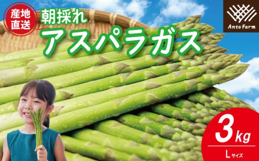 アスパラガス Lサイズ 3kg 《3月から出荷開始！》 アスパラ 朝採れ 弁当 野菜 グリーンアスパラ サラダ ベーコン 豚肉 巻き 甘い 国産 春野菜 新鮮 せいくらべ 徳島 阿南