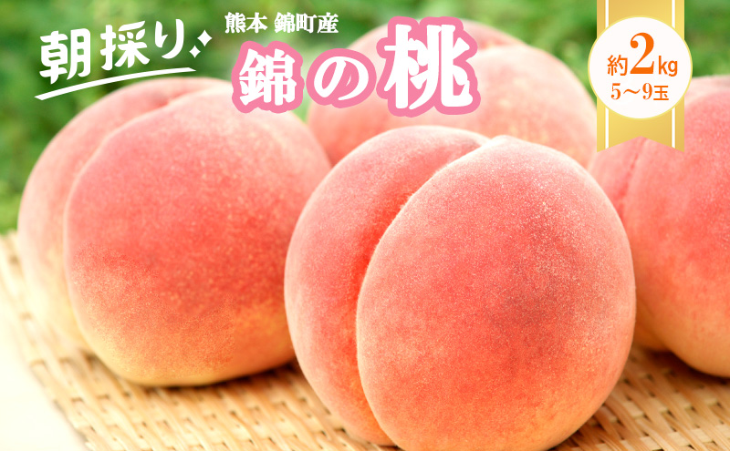 桃 白桃 先行予約 錦の桃 2kg 約5玉～9玉 もも モモ フルーツ 果物 デザート 2026年発送 鎌木果樹園 配送不可:離島 