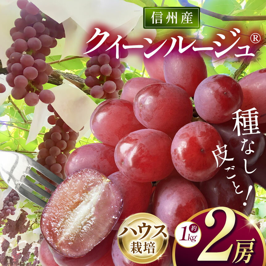 【ふるさと納税】【先行受付】信州産 クイーンルージュ（ハウス栽培） 2房（約1kg）｜ふるさと納税 松本市 ぶどう 葡萄 クイーンルージュ 果物 フルーツ 種無し 新鮮 信州産 先行予約