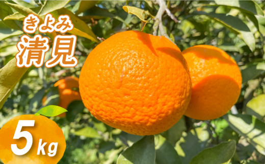 【2026年2月下旬より発送】低農薬栽培 清見 5kg