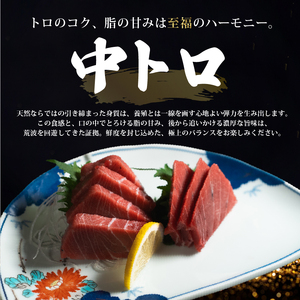【スピード発送】 訳あり 天然本まぐろ 中トロ600g以上 まぐろ
