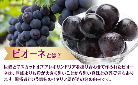 【先行予約】ぶどう ピオーネ 約2kg (3~5房) もりおか農園《9月上旬-10月上旬頃出荷》岡山県 浅口市 送料無料 ぶどう フルーツ 果物 くだもの デザート おやつ【配送不可地域あり】