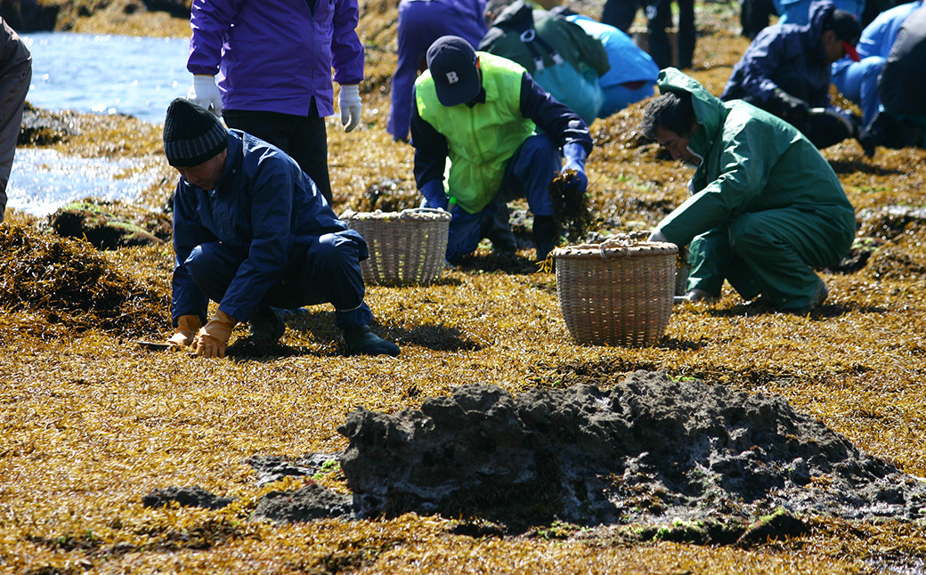 黒潮に洗われて生育した房総のひじきは茎が太く長くしっかりと育ちます。年に数日しか収穫できない希少な国産天然ひじきです。	