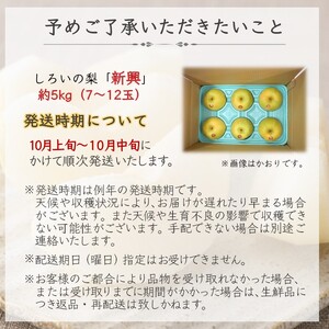 【予約受付】新興 5kg 7～12玉 しろいの梨 日持ちする梨 おすすめ 美味しい シャキシャキ食感