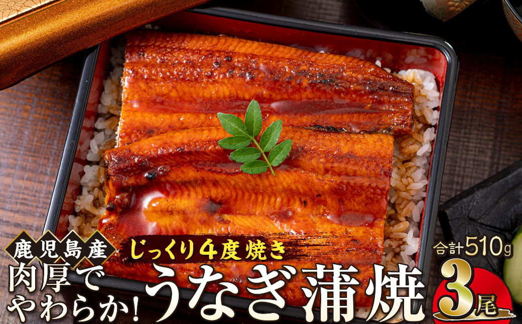 うなぎ 蒲焼 170g×3尾【鹿児島産】地下水で育てた絶品鰻 464686_AQ107