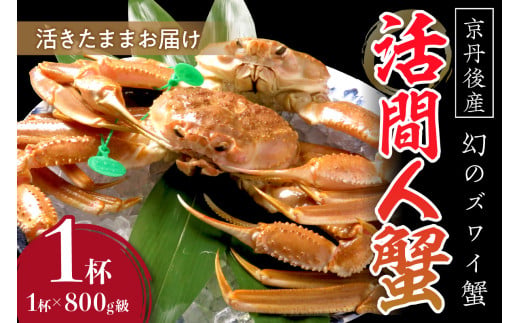 【幻のズワイ蟹】京丹後産 活間人蟹 鮮度抜群、活きたままお届け！！ 800g級×1杯　YK00081