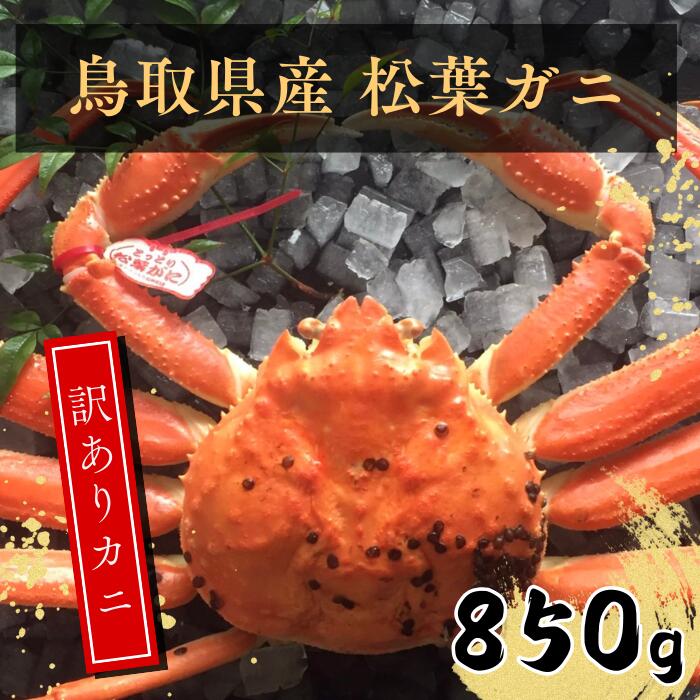 【ふるさと納税】鳥取県産 訳あり蒸し松葉ガニ 大 EY90