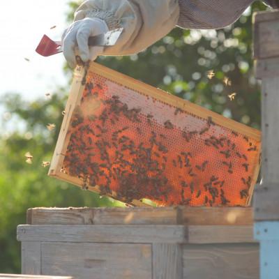 ふるさと納税 滝沢市 非加熱はちみつ　そば600g×1本 |  | 02