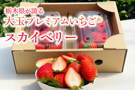 【ふるなびWEEK対象】[先行予約] プレミアムいちご「スカイベリー 2パック」計約600g [2026年1月中旬から順次発送]｜スカイベリー いちご イチゴ 苺 果物 フルーツ 日光産 栃木県産 期