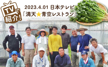 【3回定期便】パクチー好きのためのパクチー 500g /江口農園[UBF030]