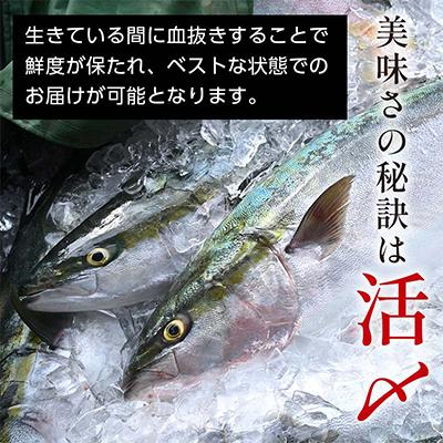 ふるさと納税 羅臼町 知床羅臼産 天然ぶり刺身 約750g(約250g×3パック) |  | 02