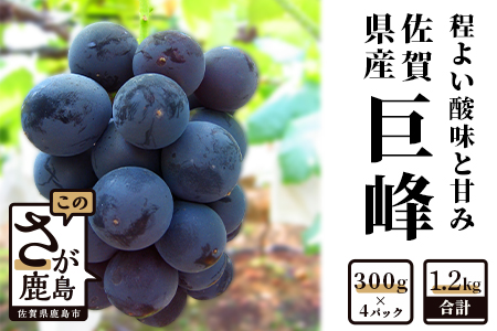 B-69【先行予約】【数量限定】毎年人気の巨峰◆佐賀県 鹿島市産 巨峰 【300ｇ×4パック 計1.2kg 】 巨峰 ぶどう 葡萄 果物 佐賀県 鹿島市   B-69